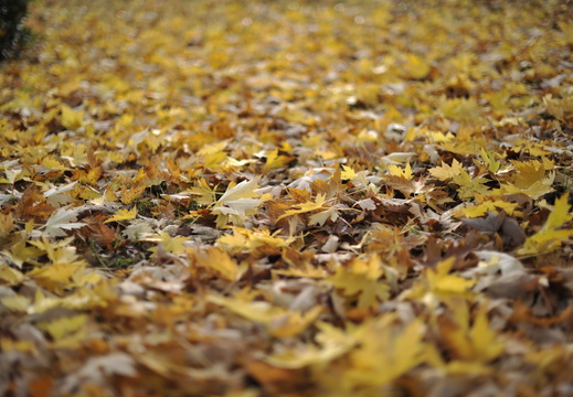 Nature Ambiance Automne ©Maxime Perrotey (11)
