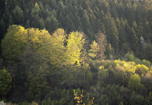 Nature Ambiance Automne ©Maxime Perrotey (14)