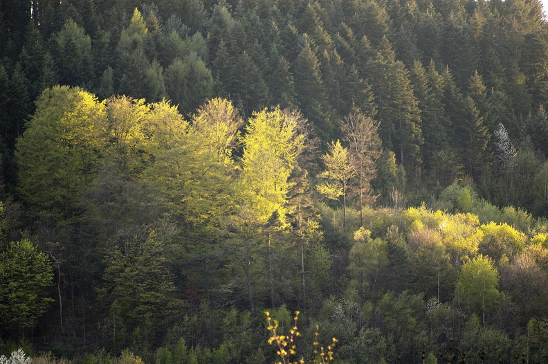 Nature_Ambiance_Automne_©Maxime Perrotey (14).jpg