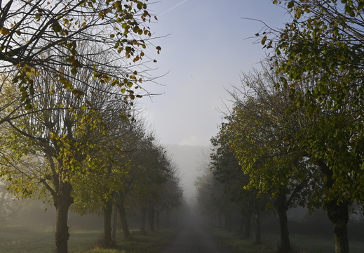 Nature Ambiance Automne ©Maxime Perrotey (17)