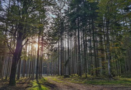 Nature Ambiance Automne ©Maxime Perrotey (19)