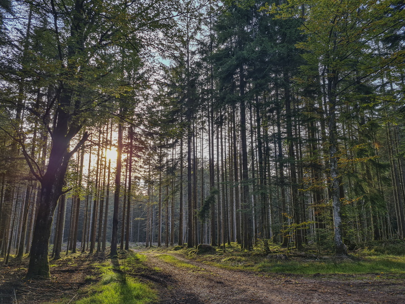 Nature_Ambiance_Automne_©Maxime Perrotey (19).jpg