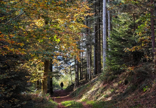 Nature Ambiance Automne ©Maxime Perrotey (2)