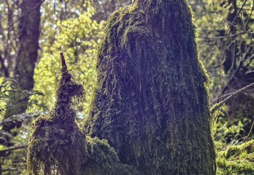 Nature Ambiance Automne ©Maxime Perrotey (2)