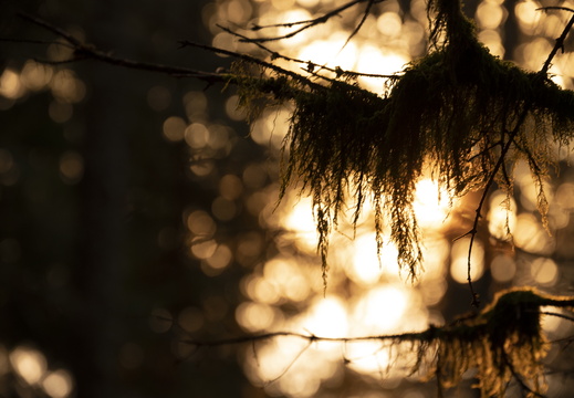 Nature Ambiance Automne ©Maxime Perrotey (25)
