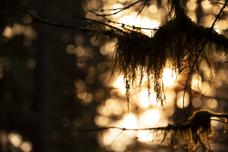 Nature_Ambiance_Automne_©Maxime Perrotey (25).jpg