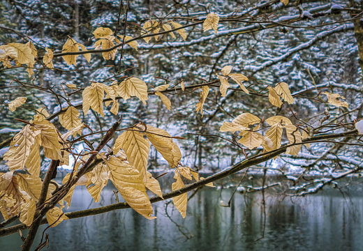 Nature Ambiance Automne ©Maxime Perrotey (3)