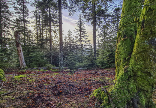Nature Ambiance Automne ©Maxime Perrotey (4)