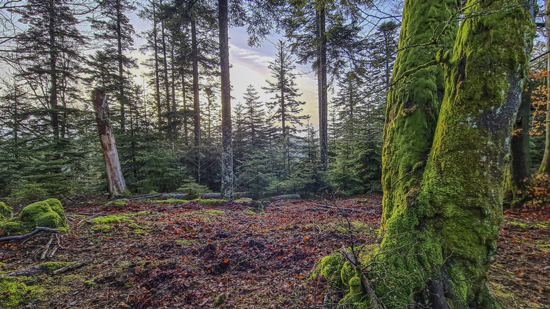 Nature_Ambiance_Automne_©Maxime Perrotey (4).jpg