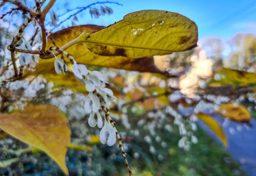Nature Ambiance Automne ©Maxime Perrotey (5)