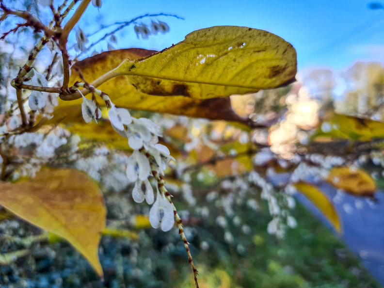 Nature_Ambiance_Automne_©Maxime Perrotey (5).jpg