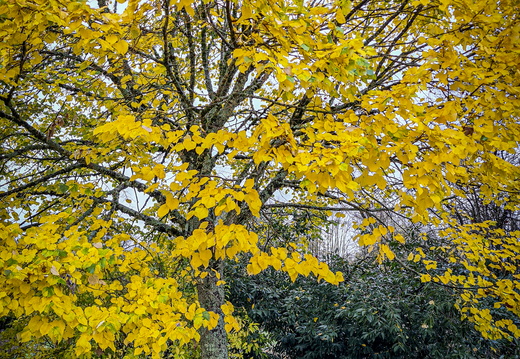 Nature Ambiance Automne ©Maxime Perrotey (6)