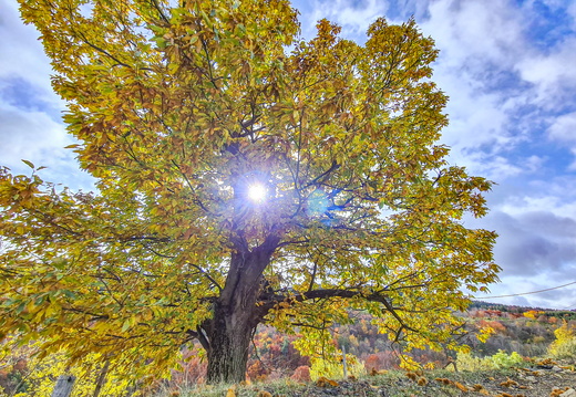 Nature Ambiance Automne ©Maxime Perrotey (7)