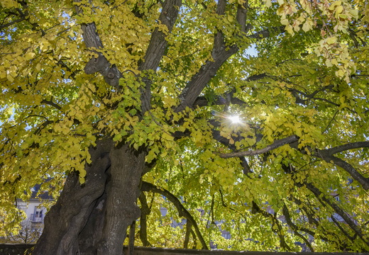 Nature Ambiance Automne ©Maxime Perrotey (8)