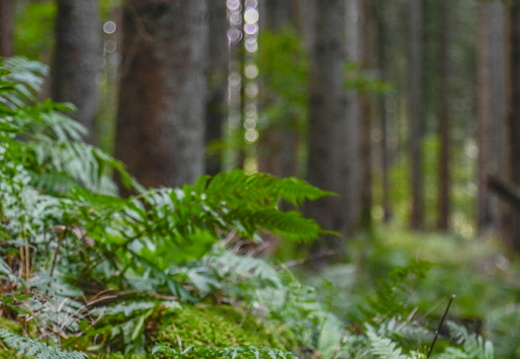 Nature Ambiance Automne ©Tristan CUNY (10)