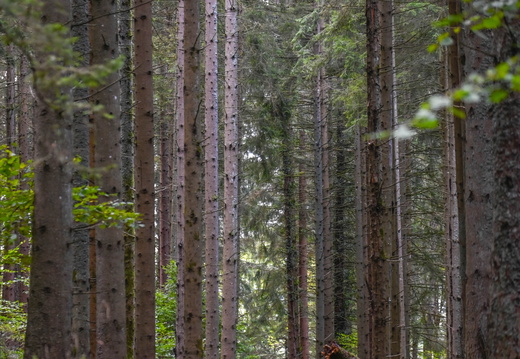 Nature Ambiance Automne ©Tristan CUNY (11)