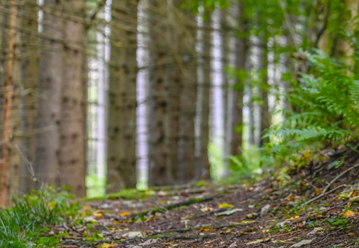 Nature Ambiance Automne ©Tristan CUNY (12)
