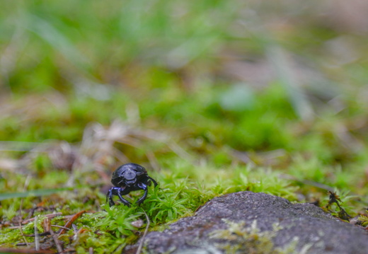 Nature Ambiance Automne ©Tristan CUNY (2)