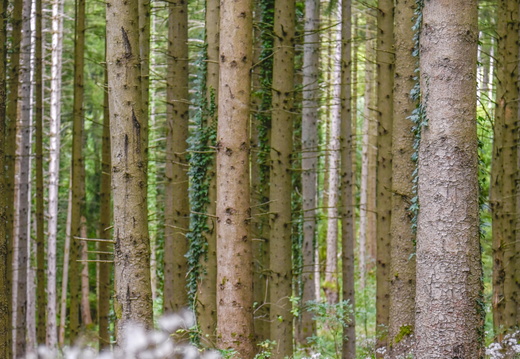 Nature Ambiance Automne ©Tristan CUNY (3)