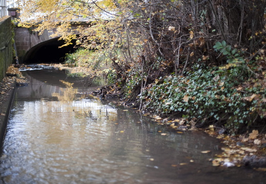 SDDV Cours d'eau ©Maxime PEROTTEY (3)