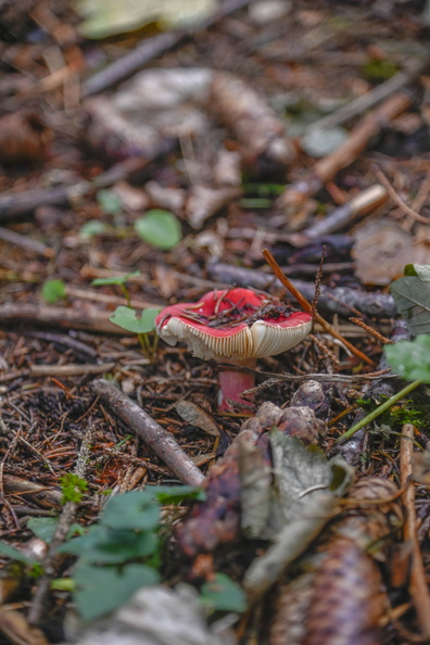 Barbey-Seroux_Flore_©Tristan Cuny (1).jpg