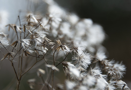 Faune et Flore ©Heidi Heimburger (2)