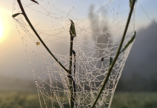 Faune et Flore ©Heidi Heimburger (3)