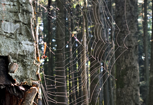 Faune et Flore ©Heidi Heimburger (4)