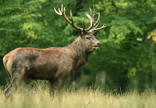 Faune Cerf ©Denis Bringard