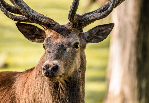 Faune Cerf ©Maxime Perrotey (1)