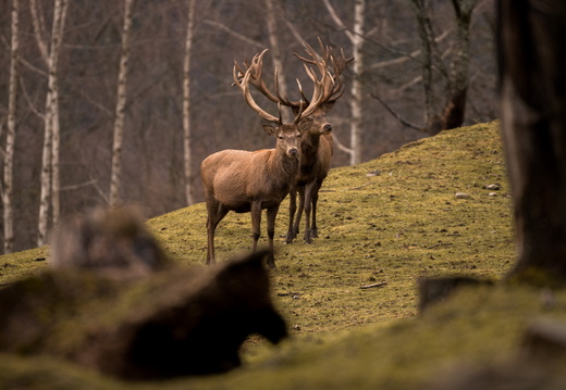 Faune Cerf ©Maxime Perrotey (2)