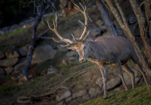 Faune Cerf ©Maxime Perrotey (3)