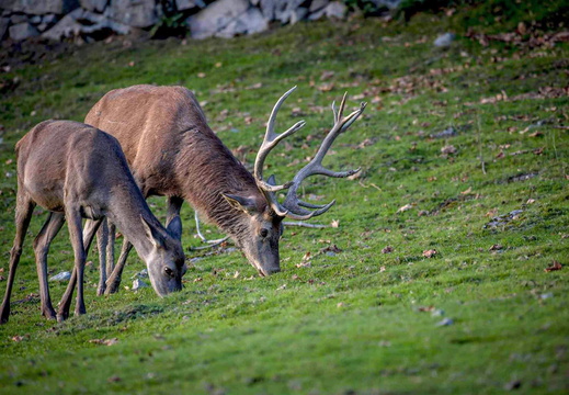 Faune Cerf ©Maxime Perrotey (4)