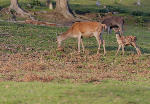 Faune Cerf ©Maxime Perrotey (5)