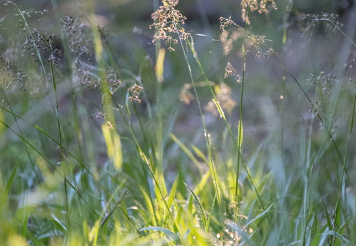 Flore ©Maxime Perrotey