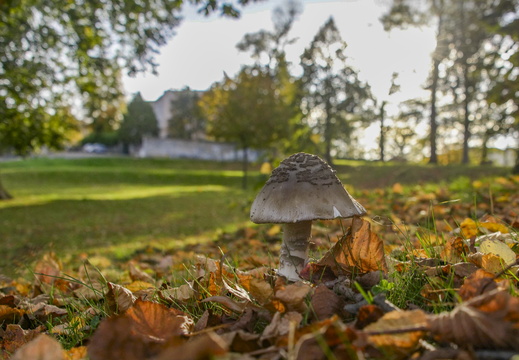 Flore Champignons ©Maxime Perrotey