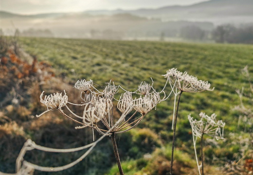 Flore Fleurs ©Alice Perrotey (6)