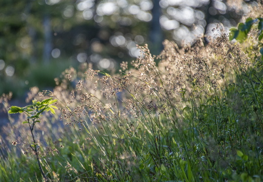 Flore Fleurs ©Maxime Perrotey