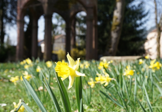 Flore Jonquille ©Heidi Heimburger (2)