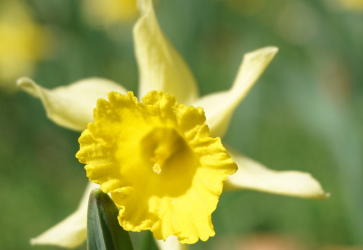 Flore Jonquille ©Heidi Heimburger