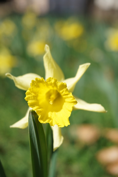 Flore_Jonquille_©Heidi Heimburger.JPG