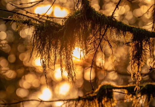 Flore Soleil ©Maxime Perrotey