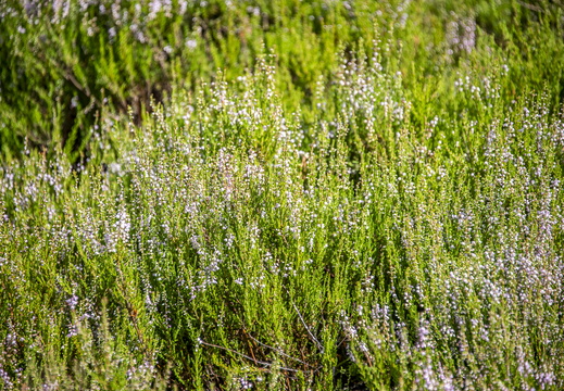 Le Saulcy Flore ©Maxime Perrotey