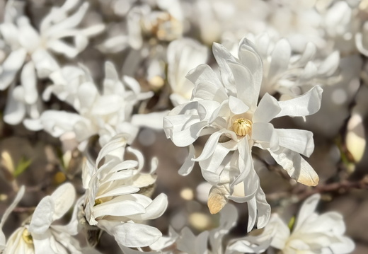 Moyenmoutier Abbaye Flore Fleurs©Laurie Colin