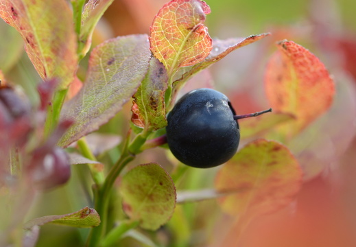 Myrtilles ©Denis BRINGARD