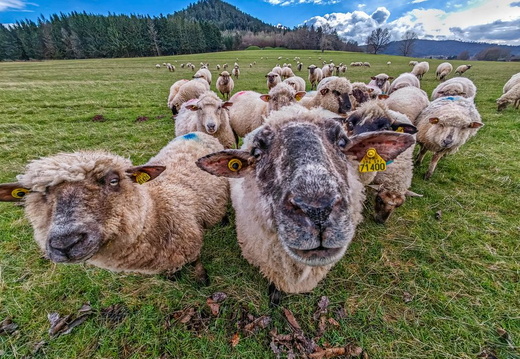 Pastoralisme Animaux ©Maxime PERROTEY