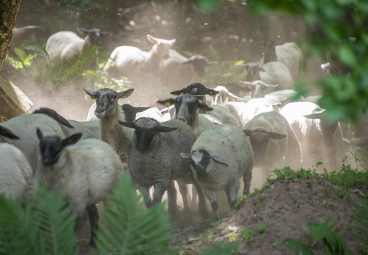 Troupeau Moutons ©Maxime Perrotey