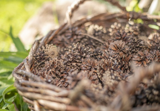 pommes-de-pain-1-1024x682