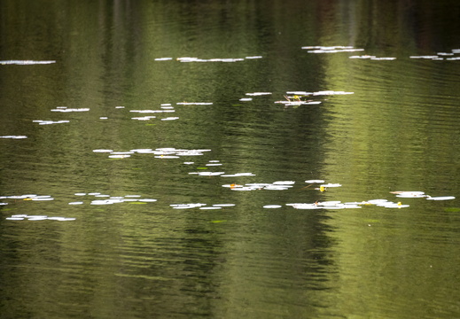 Vexaincourt Lac de la Maix ©Maxime Perrotey (1)