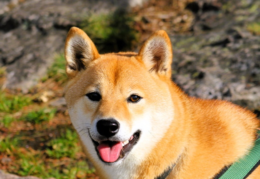 Anould Roche du Sphinx Chien ©Laurie Colin  